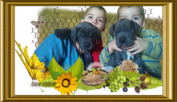 Dogues allemands bleu